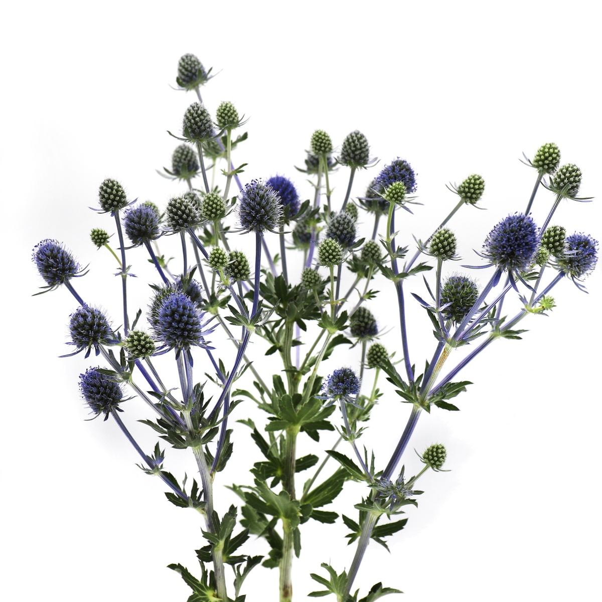 English Flowers Blue Agapanthus