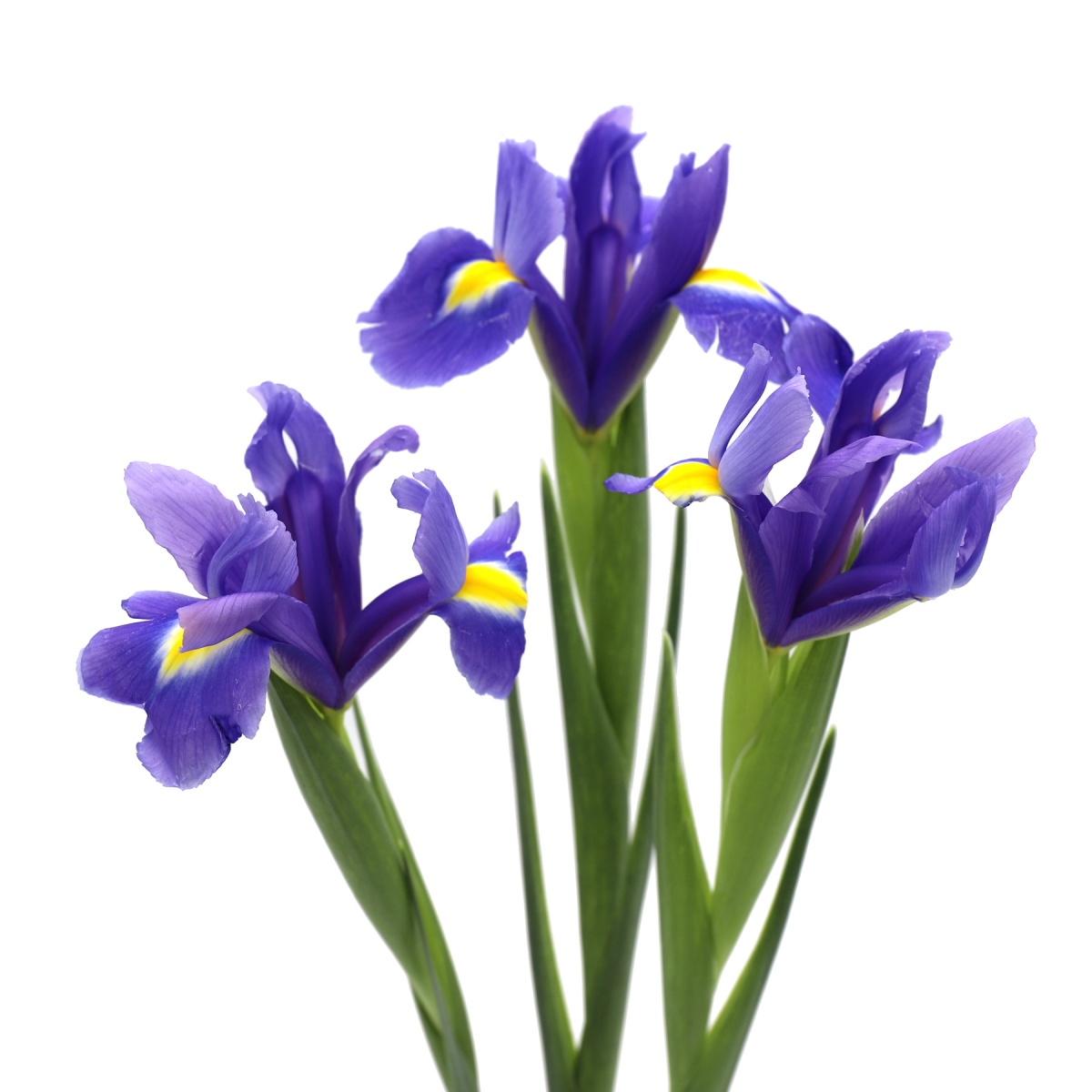 English Iris Hypericum